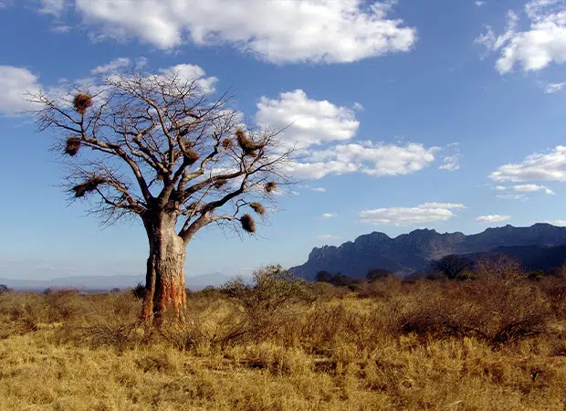 Arbre : baobab