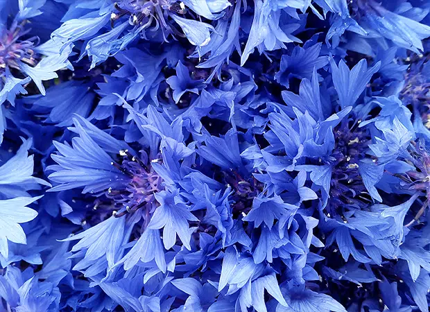Bleuet