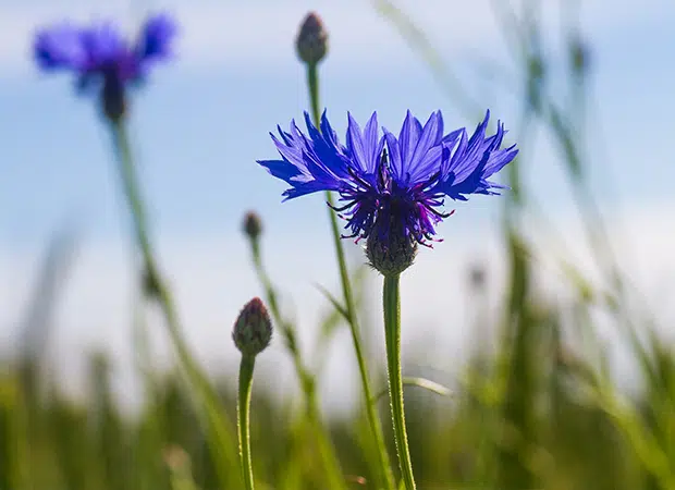 Bleuet