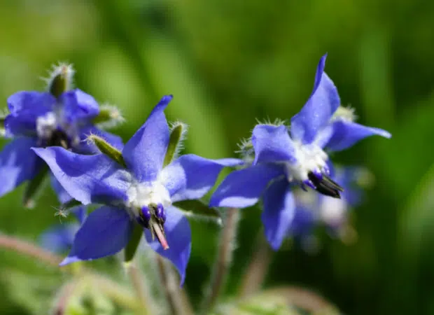 Fleurs de bourrache