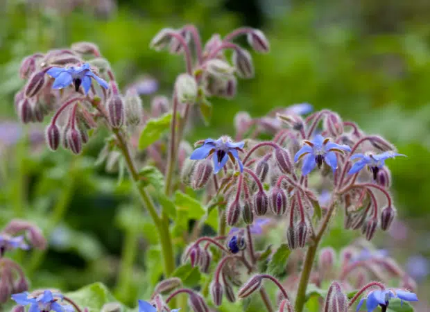 fleurs de bourrache
