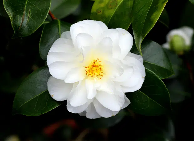 Fleur de camélia