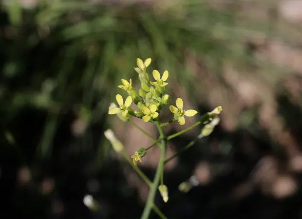 Fleur de cameline