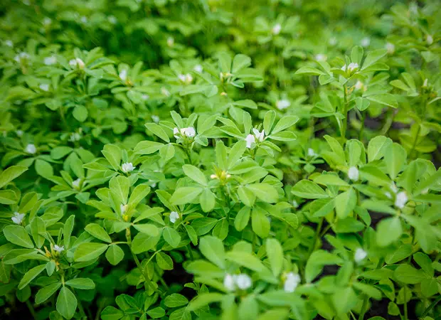 Fleurs de fenugrec