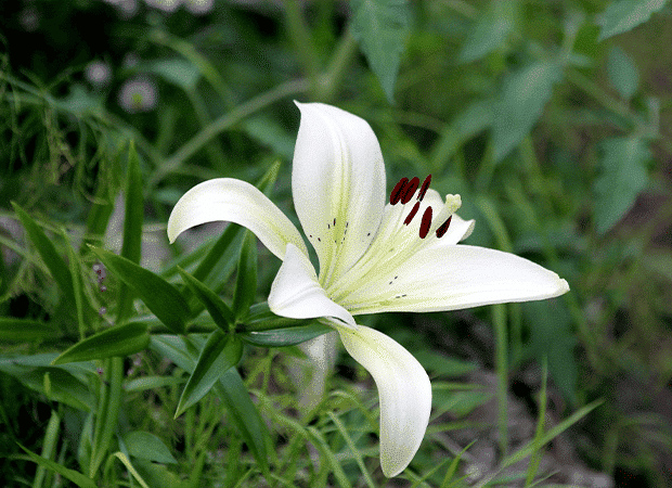 Huile de lys blanc certifiée BIO - Laboratoire Haut-Ségala