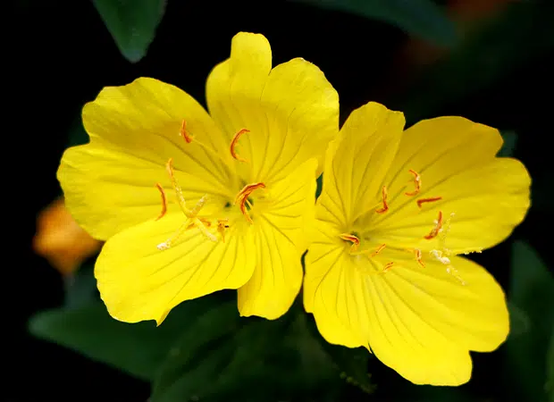 Fleurs d'onagre