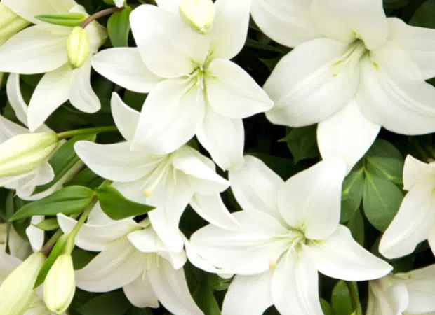 Fleurs de lys blanc