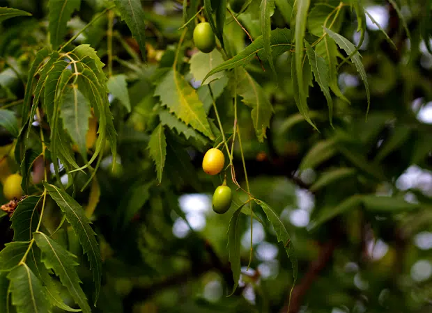 Neem