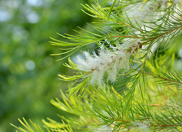 tea tree