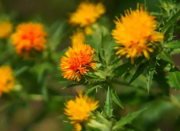 Fleur de Carthame