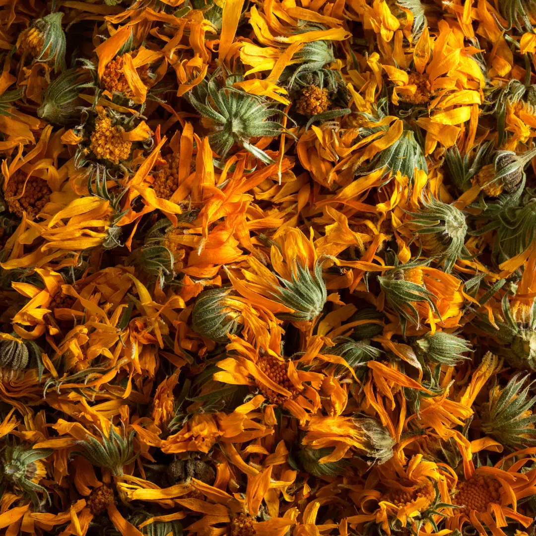 Fleurs de calendula séchées